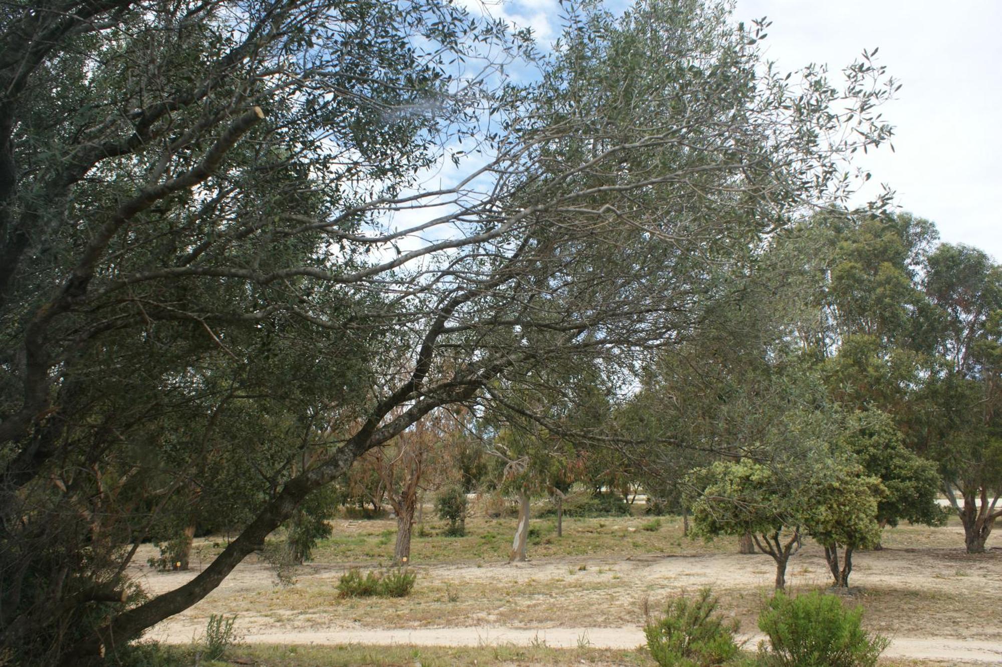 Belle Location Sur Lumio Avec Vue Remarquable Et Jardin Villa Exterior foto